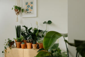 Read more about the article The Benefits of Indoor Plants in Small Spaces: A Comprehensive Guide