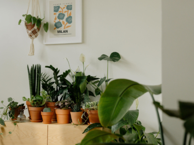 The Benefits of Indoor Plants in Small Spaces: A Comprehensive Guide