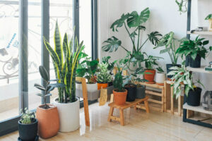 Read more about the article Low-Light Indoor Plants: Thrive in Shaded Spaces