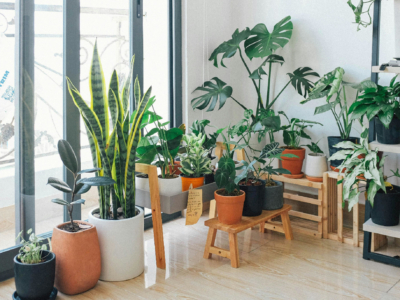 Low-Light Indoor Plants: Thrive in Shaded Spaces